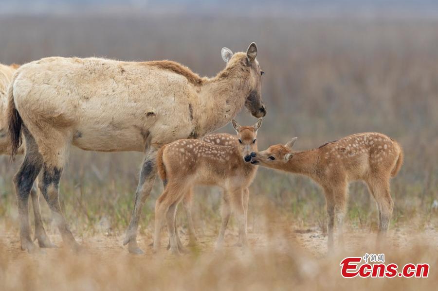 A herd of milu deer are seen on a wetland in the Dafeng Milu National Nature Reserve in Yancheng City, East China\'s Jiangsu Province, in March. Milu, also known as Pere David\'s deer, is a species endemic to China, but overhunting and habitat loss led to its near extinction in the early 20th century. The species, still under A-level state protection in China, was named after Armand David, a French missionary and naturalist who first recorded the existence of the deer in China in 1865. The animal\'s gestation period is approximately nine months, after which a single offspring is born, usually in March or April. (Photo: China News Service/Sun Huajin)