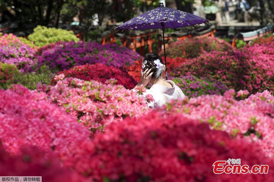 Photo shows a girl in kimono taking photos in azalea blossoms at Nezu Shrine, Tokyo, April 16, 2019. (Photo/Agencies)

Over 3,000 flowers and 100 varieties of Azalea (a genus of Rhododendron) that bloom from early April until early May.