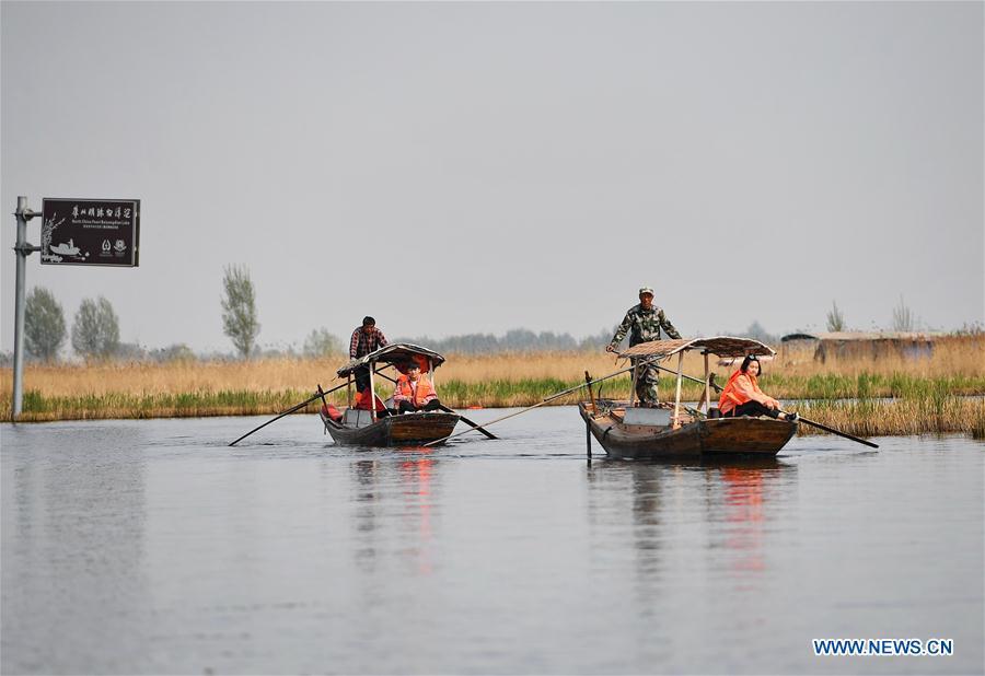 Tourists visit the Baiyangdian scenic area in Anxin County of Xiongan New Area, north China\'s Hebei Province, April 10, 2019. Restoration work has started in Baiyangdian Lake, northern China\'s largest freshwater body. High-pollution and energy-intensive production has been tackled. As a result, water quality has improved remarkably. (Xinhua/Mu Yu)