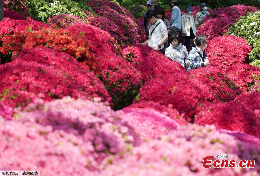 Photo shows visitors walking through azalea blossoms at Nezu Shrine, Tokyo, April 16, 2019. (Photo/Agencies)