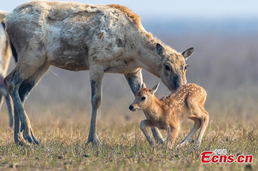 A herd of milu deer are seen on a wetland in the Dafeng Milu National Nature Reserve in Yancheng City, East China\'s Jiangsu Province, in March. Milu, also known as Pere David\'s deer, is a species endemic to China, but overhunting and habitat loss led to its near extinction in the early 20th century. The species, still under A-level state protection in China, was named after Armand David, a French missionary and naturalist who first recorded the existence of the deer in China in 1865. The animal\'s gestation period is approximately nine months, after which a single offspring is born, usually in March or April. (Photo: China News Service/Sun Huajin)