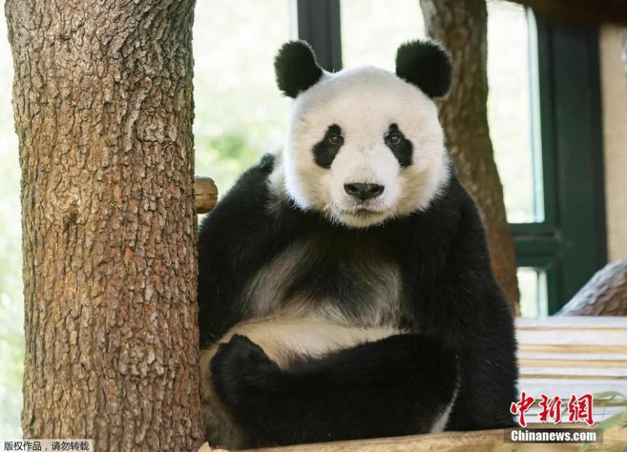Photo shows newly arrived giant panda Yuan Yuan sitting in his enclosure at the Schonbrunn Zoo in Vienna, Austria on Wednesday, April 17, 2019. The 20-year-old male panda left China for Austria on Tuesday for a four-year collaborative research project. (Photo/Agencies)