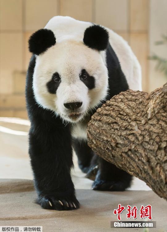 Photo shows newly arrived male panda Yuan Yuan walking in his enclosure at the Schonbrunn Zoo in Vienna, Austria on Wednesday, April 17, 2019.  (Photo/Agencies)