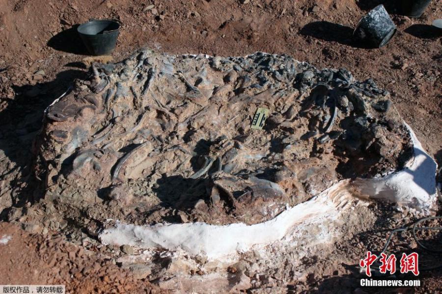Photo taken on April 10, 2019 shows a 220-million-year-old dinosaur cemetery discovered in western Argentina, with remains of a dozen animals. (Photo/Agencies)

There are almost ten different individuals. According to the scientist of the Institute and Museum of Natural Sciences of the University of San Juan, “these fossils belong to the Ischigualasto basin, which corresponds to 220 million years, an era of which little is known about the fauna”.