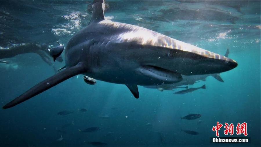 Photo shows sharks swimming in the Ocean.  (Photo/IC)