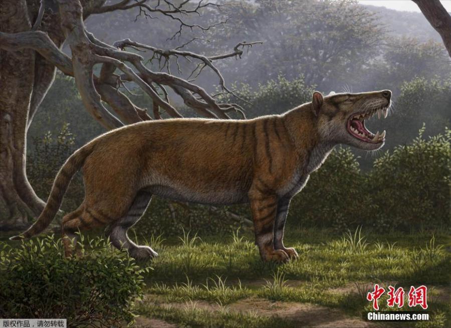 Simbakubwa kutokaafrika, a gigantic mammalian carnivore that lived 22 million years ago in Africa and was larger than a polar bear, is seen in this artist\'s illustration released in Athens, Ohio, U.S., on April 18, 2019. (Photo/Agencies)