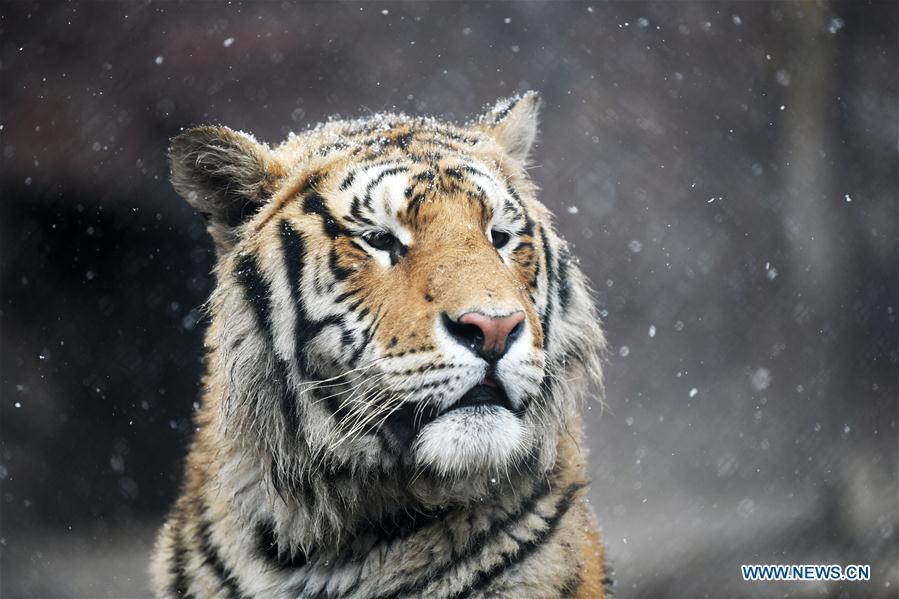 A Siberian tiger looks around at a tiger park as snow falls in Hailin, northeast China\'s Heilongjiang Province, April 18, 2019. (Xinhua/Wang Jianwei)