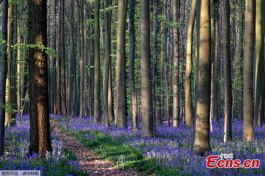 Photo taken on April 18, 2019 shows wild bluebells in the Hallerbos, near Brussels, Belgium. The Hallerbos is also known as \