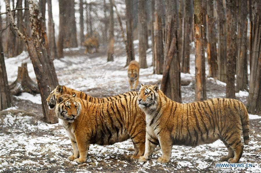 Siberian tigers look around at a tiger park as snow falls in Hailin, northeast China\'s Heilongjiang Province, April 18, 2019. (Xinhua/Wang Jianwei)