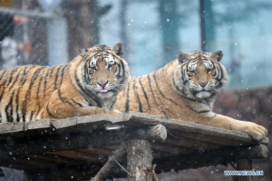 Two Siberian tigers take a rest at a tiger park as snow falls in Hailin, northeast China\'s Heilongjiang Province, April 18, 2019. (Xinhua/Wang Jianwei)
