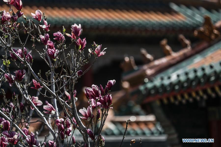 Photo taken on April 18, 2019 shows magnolia flowers at the Shenyang Palace Museum in Shenyang, northeast China\'s Liaoning Province. (Xinhua/Pan Yulong)