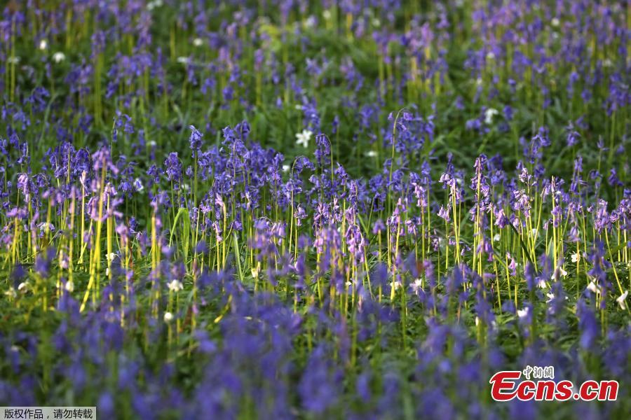 Photo taken on April 18, 2019 shows wild bluebells in the Hallerbos, near Brussels, Belgium. The Hallerbos is also known as \