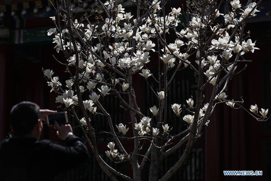 A tourist takes photos of magnolia flowers at the Shenyang Palace Museum in Shenyang, northeast China\'s Liaoning Province, April 18, 2019. (Xinhua/Pan Yulong)
