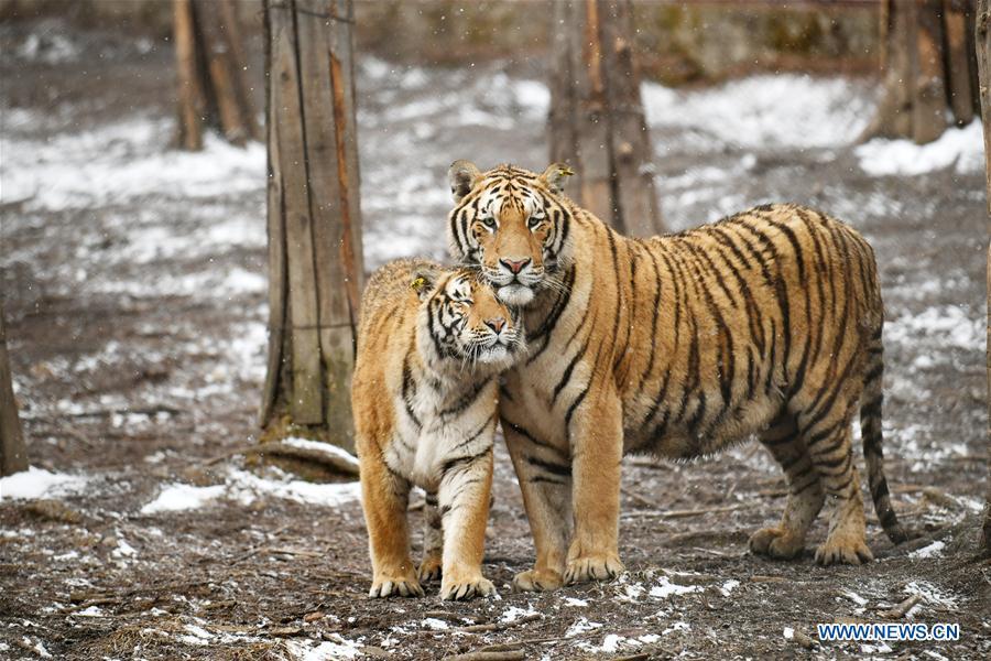 Two Siberian tigers socialize with one another at a tiger park as snow falls in Hailin, northeast China\'s Heilongjiang Province, April 18, 2019. (Xinhua/Wang Jianwei)