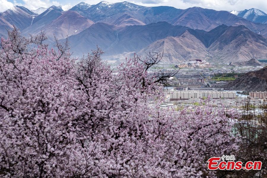 Photo shows scenery of peach blossoms beside the Phabongkha Monastery in northern suburbs of Lhasa, capital city of southwest China\'s Tibet, April 18, 2019. (Photo/China News Serice)