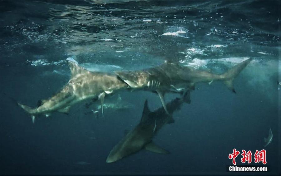 A stunning photo shows the shark completely engulf the other\'s head in its mouth as other sharks swim nearby.  (Photo/IC)

The remarkable incident was captured at Aliwal Shoal, South Africa by specialist shark guide for Blue Wilderness, Mia Vorster, 41, from East London, on South Africa\'s Eastern Cape.