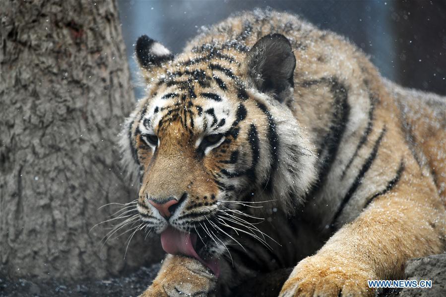 A Siberian tiger takes a rest at a tiger park as snow falls in Hailin, northeast China\'s Heilongjiang Province, April 18, 2019. (Xinhua/Wang Jianwei)