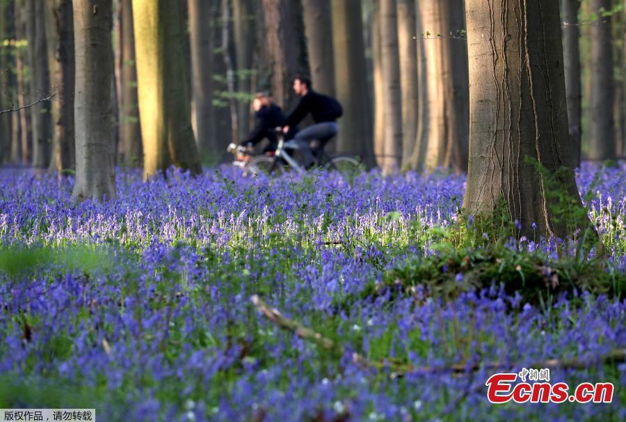 Photo taken on April 18, 2019 shows wild bluebells in the Hallerbos, near Brussels, Belgium. The Hallerbos is also known as \
