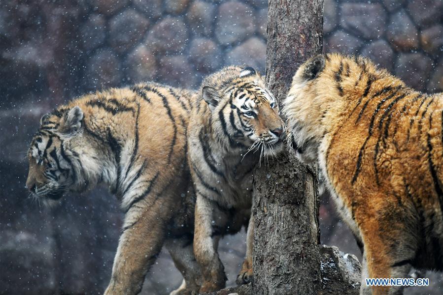 Siberian tigers socialize at a tiger park as snow falls in Hailin, northeast China\'s Heilongjiang Province, April 18, 2019. (Xinhua/Wang Jianwei)