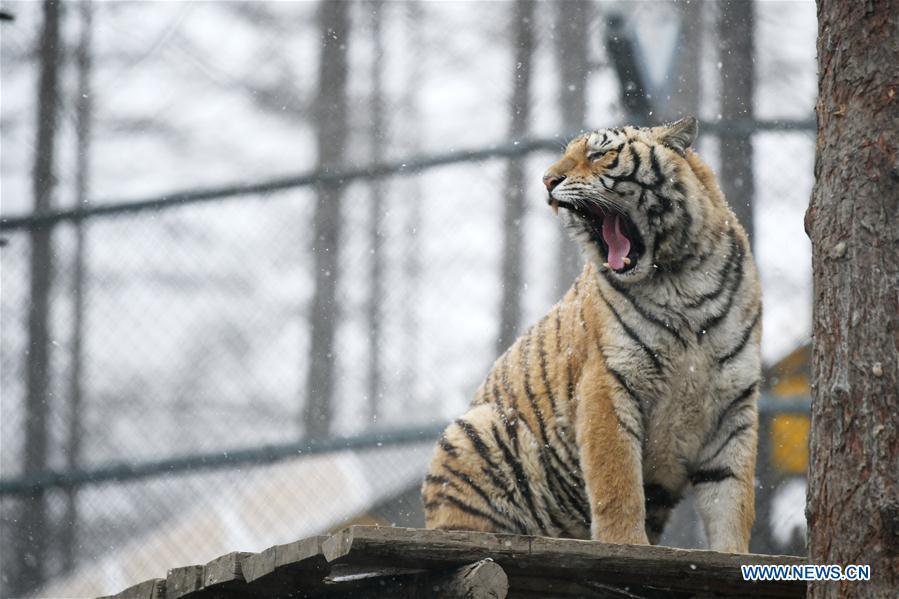 A Siberian tiger yawns at a tiger park as snow falls in Hailin, northeast China\'s Heilongjiang Province, April 18, 2019. (Xinhua/Wang Jianwei)