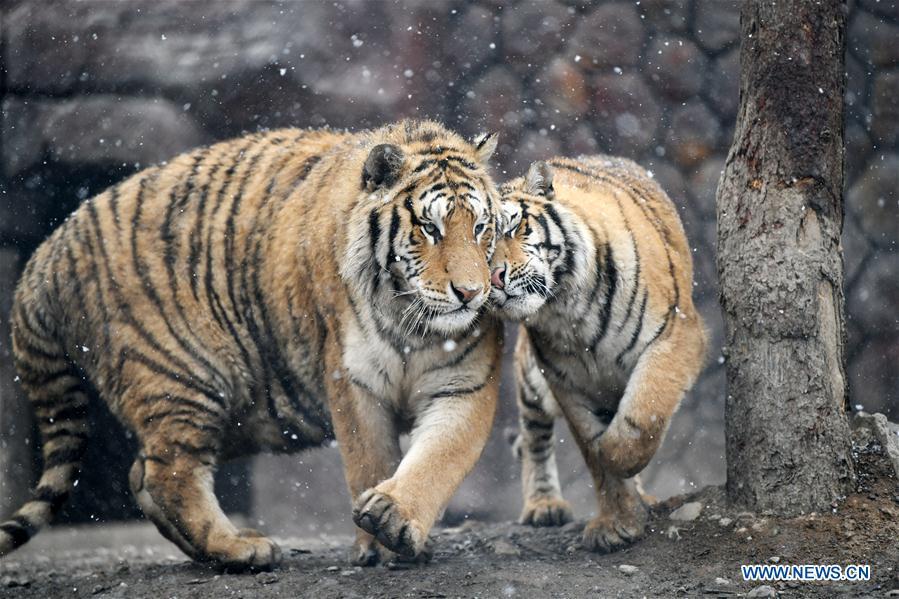 Two Siberian tigers socialize with one another at a tiger park as snow falls in Hailin, northeast China\'s Heilongjiang Province, April 18, 2019. (Xinhua/Wang Jianwei)