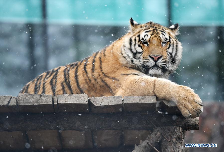 A Siberian tiger takes a rest at a tiger park as snow falls in Hailin, northeast China\'s Heilongjiang Province, April 18, 2019. (Xinhua/Wang Jianwei)