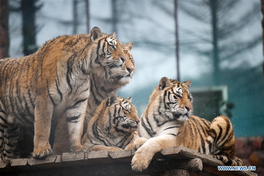 Siberian tigers look around at a tiger park as snow falls in Hailin, northeast China\'s Heilongjiang Province, April 18, 2019. (Xinhua/Wang Jianwei)