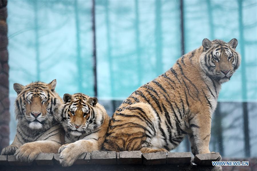 Siberian tigers take a rest at a tiger park as snow falls in Hailin, northeast China\'s Heilongjiang Province, April 18, 2019. (Xinhua/Wang Jianwei)