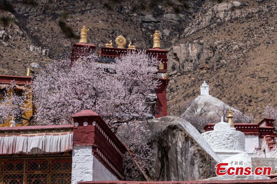 Photo shows scenery of peach blossoms beside the Phabongkha Monastery in northern suburbs of Lhasa, capital city of southwest China\'s Tibet, April 18, 2019. (Photo/China News Serice)