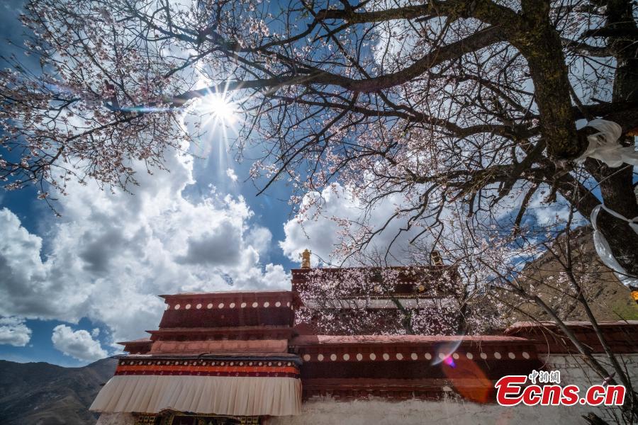 Photo shows scenery of peach blossoms beside the Phabongkha Monastery in northern suburbs of Lhasa, capital city of southwest China\'s Tibet, April 18, 2019. (Photo/China News Serice)