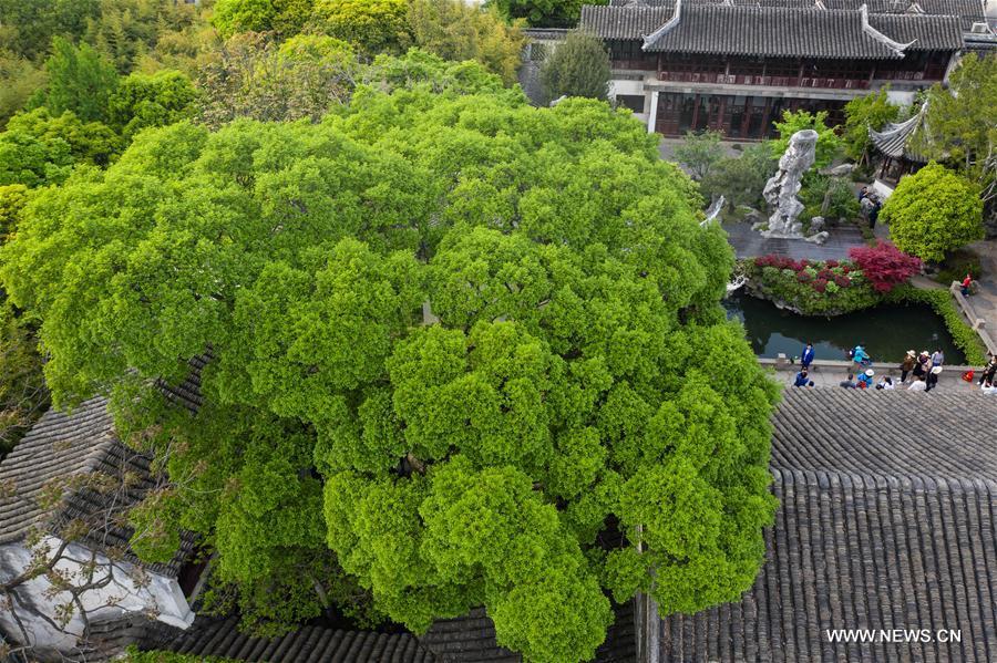 Aerial photo taken on April 18, 2019 shows the scenery of Lingering Garden in Suzhou, east China\'s Jiangsu Province. Suzhou is home to dozens of famous classical gardens that have inventive and exquisite design and oriental aesthetics. Nowadays more than 60 of them are still in existence, among which the Humble Administrator\'s Garden, Lingering Garden and the Lion Grove Garden are on the UNESCO\'s World Heritage List. (Xinhua/Li Xiang)