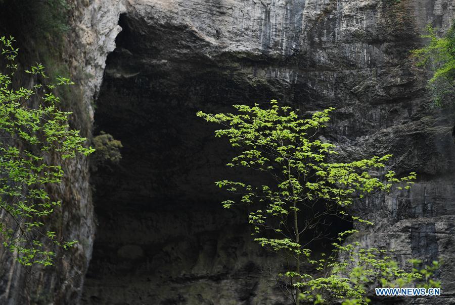 Photo taken on April 22, 2019 shows a cave of Didonghe Tiankeng, a giant karst sinkhole at Huoshizi Village of Ningqiang County in Hanzhong, northwest China\'s Shaanxi Province. With a maximum depth of 340 meters, the Didonghe Tiankeng is the largest in Chanjiayan Tiankeng Group in Ningqiang County. (Xinhua/Zhang Bowen)