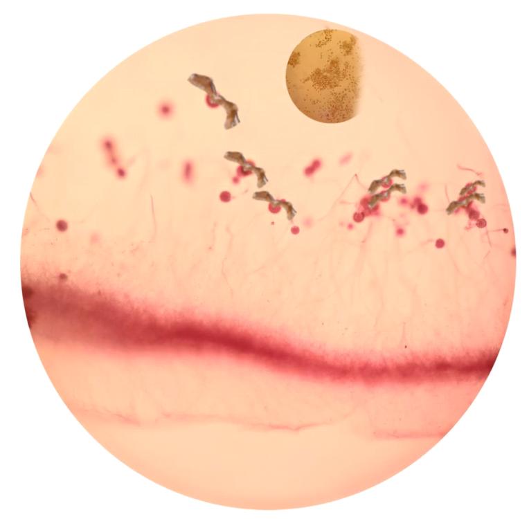 Students at Nanjing Agricultural University\'s College of Plant Protection created artistic pictures using micro photos of pathogens.  (Photos provided to China Daily)