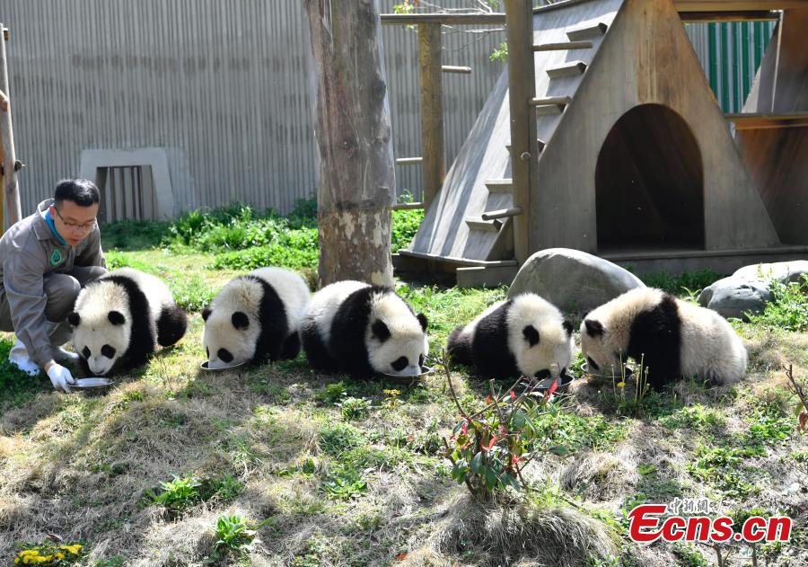 Eleven giant pandas born in 2018 enjoy the sunshine at the Shenshuping giant panda protection base of Wolong National Nature Reserve in Gengda Township, Southwest China\'s Sichuan Province, April 23, 2019. (Photo: China News Service/An Yuan)