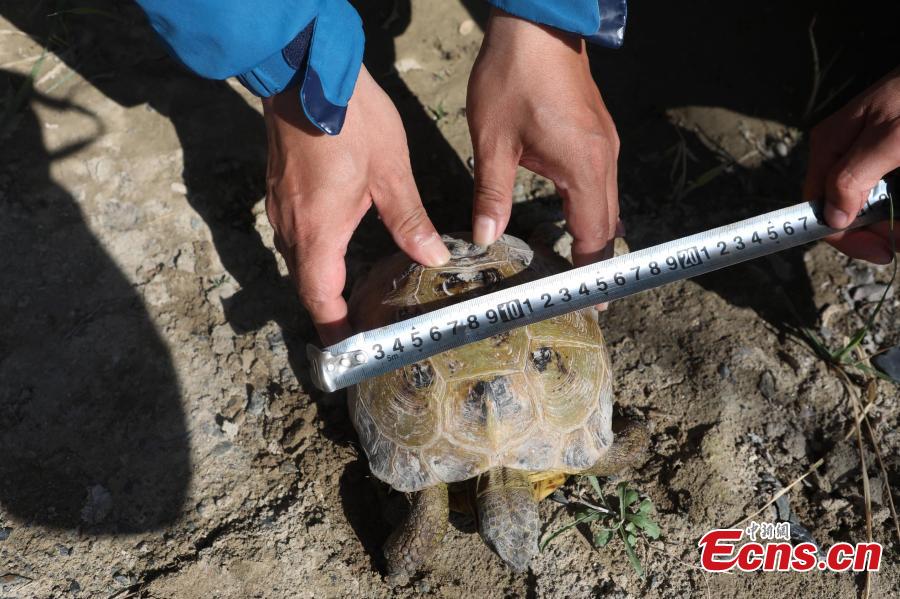 A Central Asian tortoise is found at Ebi Lake wetland natural reserve, in Northwest China\'s Xinjiang Uygur Autonomous Region, April 23, 2019. The tortoise was about 30 years old. The species is endemic to Central Asia, and in China, it\'s found only in the autonomous region\'s Huocheng County, placed under first-class wildlife protection. (Photo: China News Service/Shen Zhijun)