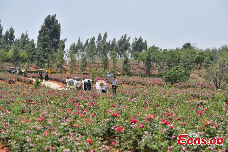 Edible roses at Yunnan University Chenggong campus. About 2.7 hectares of edible roses on the campus have become a popular attraction as well as a source of dessert ingredients. (Photo: China News Service/Liu Ranyang)