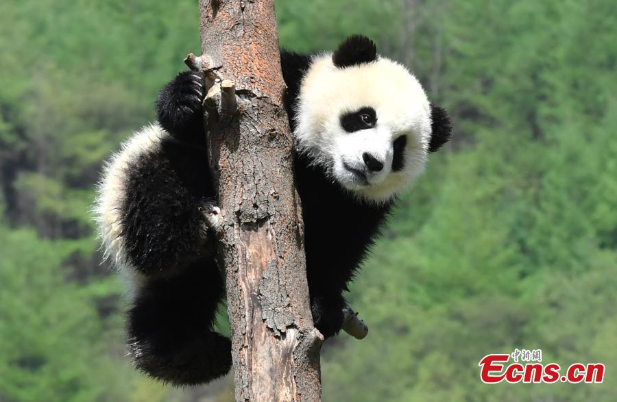 Eleven giant pandas born in 2018 enjoy the sunshine at the Shenshuping giant panda protection base of Wolong National Nature Reserve in Gengda Township, Southwest China\'s Sichuan Province, April 23, 2019. (Photo: China News Service/An Yuan)