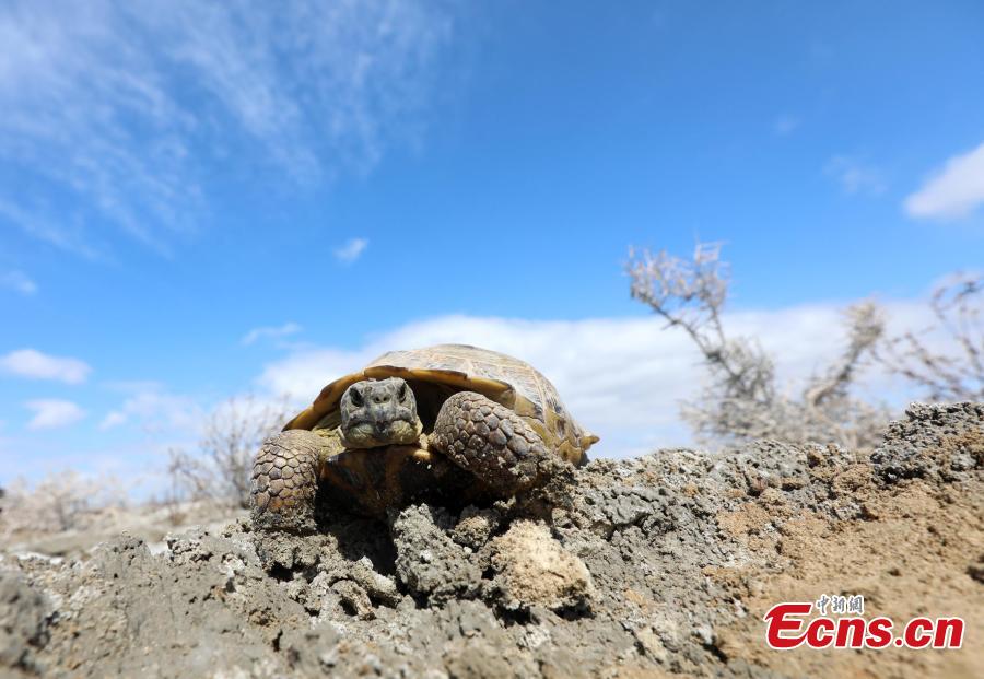 A Central Asian tortoise is found at Ebi Lake wetland natural reserve, in Northwest China\'s Xinjiang Uygur Autonomous Region, April 23, 2019. The tortoise was about 30 years old. The species is endemic to Central Asia, and in China, it\'s found only in the autonomous region\'s Huocheng County, placed under first-class wildlife protection. (Photo: China News Service/Shen Zhijun)