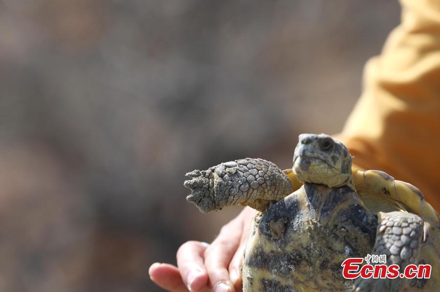 A Central Asian tortoise is found at Ebi Lake wetland natural reserve, in Northwest China\'s Xinjiang Uygur Autonomous Region, April 23, 2019. The tortoise was about 30 years old. The species is endemic to Central Asia, and in China, it\'s found only in the autonomous region\'s Huocheng County, placed under first-class wildlife protection. (Photo: China News Service/Shen Zhijun)