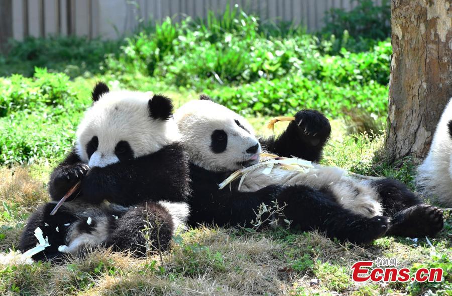 Eleven giant pandas born in 2018 enjoy the sunshine at the Shenshuping giant panda protection base of Wolong National Nature Reserve in Gengda Township, Southwest China\'s Sichuan Province, April 23, 2019. (Photo: China News Service/An Yuan)