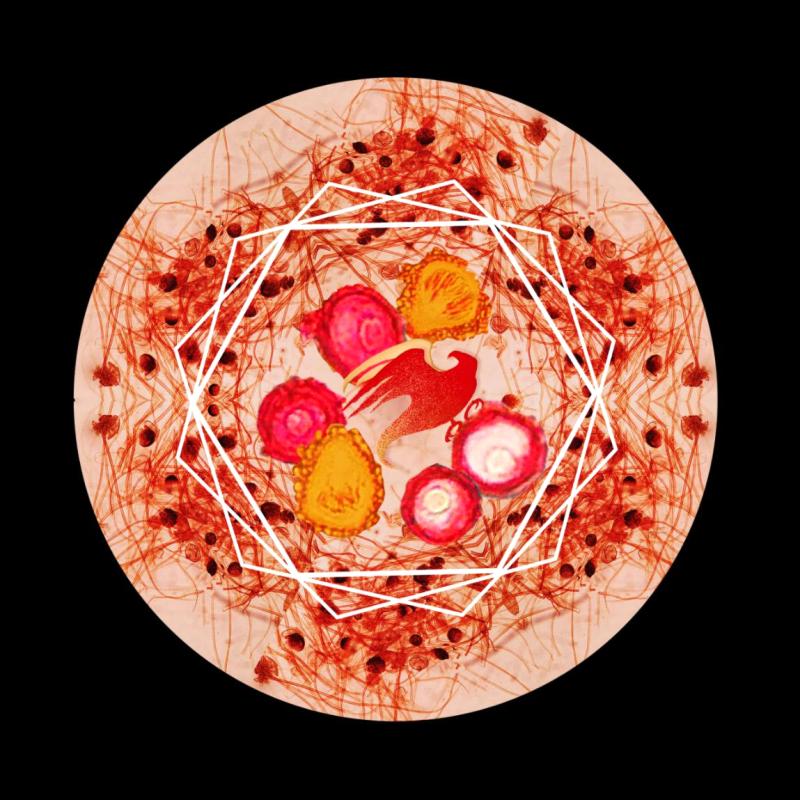 Students at Nanjing Agricultural University\'s College of Plant Protection created artistic pictures using micro photos of pathogens.  (Photos provided to China Daily)
