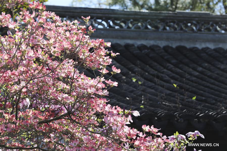 Photo taken on April 23, 2019 shows the spring scenery in the Chinese Scholar\'s Garden on Staten Island, New York, the United States. (Xinhua/Wang Ying)