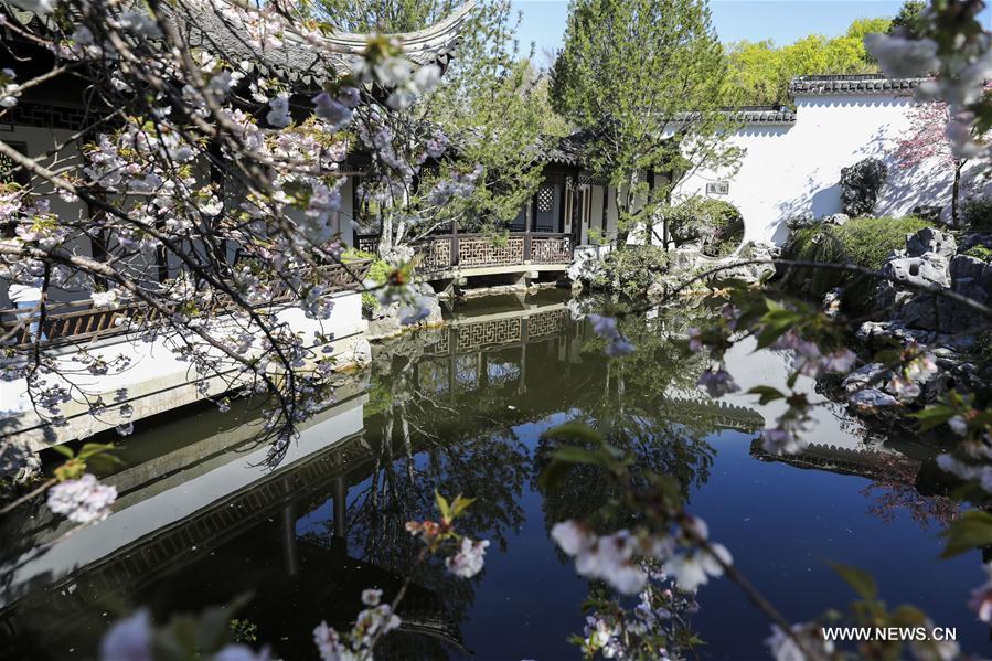 Photo taken on April 23, 2019 shows the spring scenery in the Chinese Scholar\'s Garden on Staten Island, New York, the United States. (Xinhua/Wang Ying)