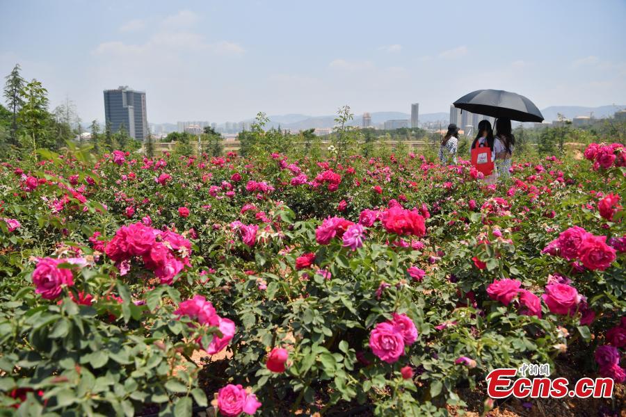 Edible roses at Yunnan University Chenggong campus. About 2.7 hectares of edible roses on the campus have become a popular attraction as well as a source of dessert ingredients. (Photo: China News Service/Liu Ranyang)