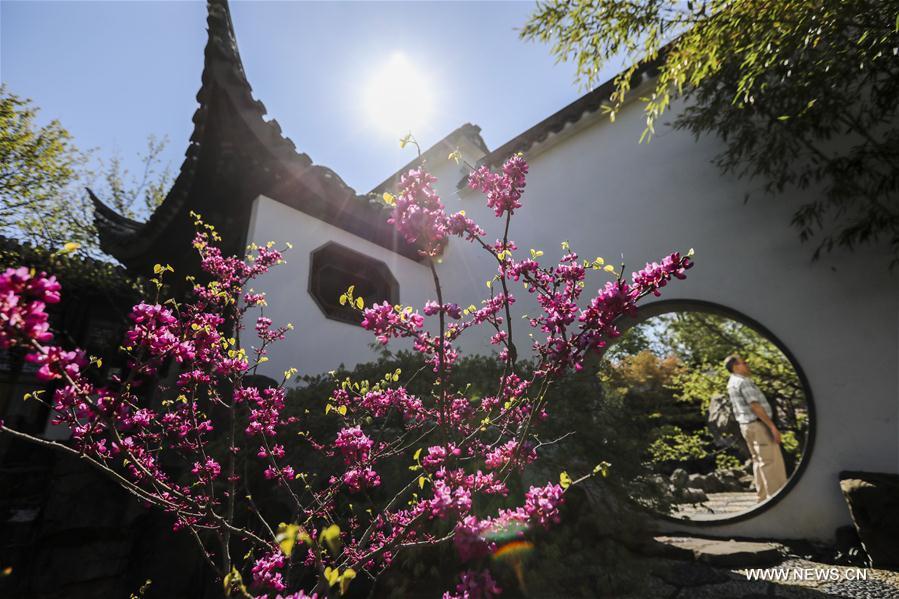 A visitor enjoys the spring scenery in the Chinese Scholar\'s Garden on Staten Island, New York, the United States, April 23, 2019. (Xinhua/Wang Ying)