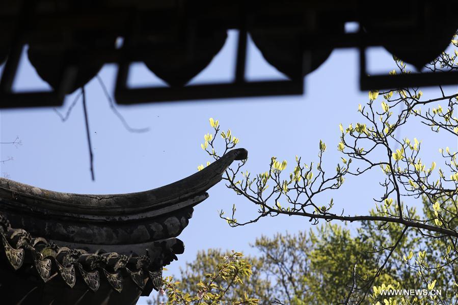 Photo taken on April 23, 2019 shows the spring scenery in the Chinese Scholar\'s Garden on Staten Island, New York, the United States. (Xinhua/Wang Ying)