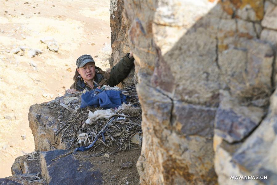 Shuanglong, a man of Mongolian ethnic group, checks a raptor\'s nest on the cliff along the Hulun Lake in the Hulun Buir City, north China\'s Inner Mongolia Autonomous Region, April 12, 2019. Shuanglong, a volunteer born in the 1980s, has been dedicated to protecting wildlife inhabiting along the Hulun Lake over the past ten years. Over 40 endangered animals have been saved through his efforts. Shuanglong has organized various activities including photo exhibitions and lectures, as a way to raise awareness of wildlife protection among the public. Affected by Shuanglong, some volunteers also joined him to protect wildlife along the Hulun Lake. (Xinhua/Peng Yuan)