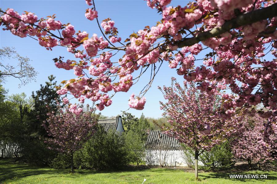 Photo taken on April 23, 2019 shows the spring scenery in the Chinese Scholar\'s Garden on Staten Island, New York, the United States. (Xinhua/Wang Ying)