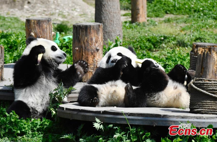 Eleven giant pandas born in 2018 enjoy the sunshine at the Shenshuping giant panda protection base of Wolong National Nature Reserve in Gengda Township, Southwest China\'s Sichuan Province, April 23, 2019. (Photo: China News Service/An Yuan)