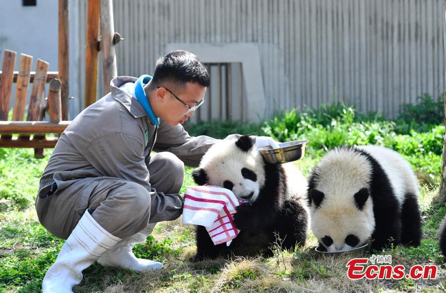 Eleven giant pandas born in 2018 enjoy the sunshine at the Shenshuping giant panda protection base of Wolong National Nature Reserve in Gengda Township, Southwest China\'s Sichuan Province, April 23, 2019. (Photo: China News Service/An Yuan)